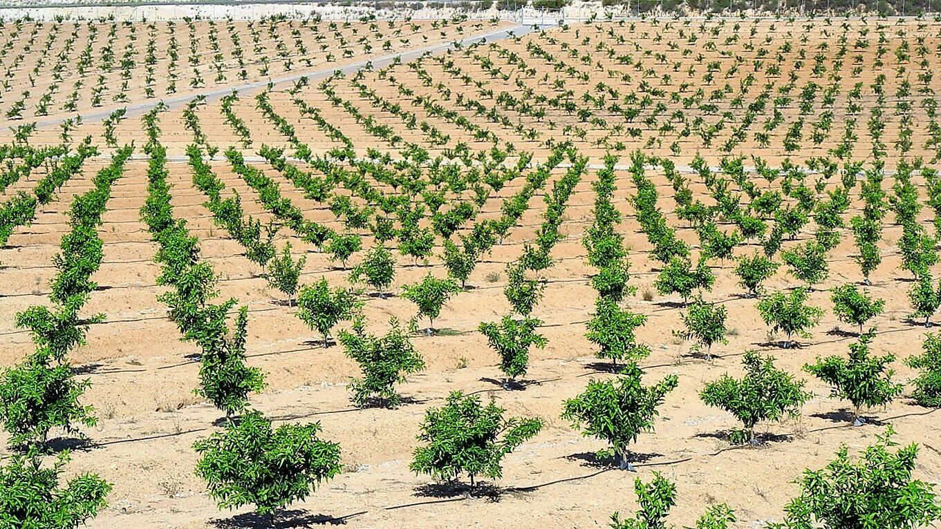 agronutrientes-bioestimulantes-legislacion-actual|jose luis virosta